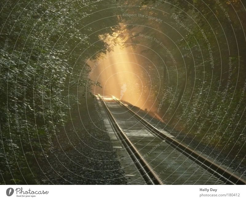 "Licht bricht durch in die Dunkelheit, ... Zeitmaschine Natur Pflanze Sonnenlicht Sommer Wetter Nebel Baum Wald Westerwald Menschenleer Verkehrswege