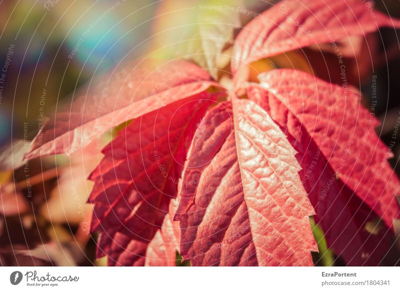 Weinblatt (wild) Umwelt Natur Herbst Klima Schönes Wetter Pflanze Blatt Wildpflanze Garten Wald leuchten rot Farbe Wachstum Wandel & Veränderung Wilder Wein