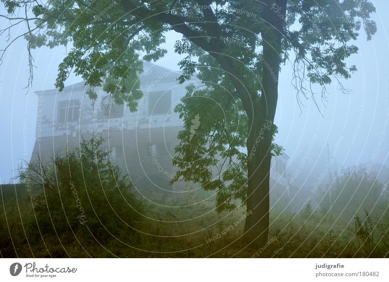 Morgens Farbfoto Morgendämmerung Umwelt Natur Landschaft Pflanze Nebel Baum Gras Wald Haus Ruine alt dunkel gruselig Stimmung Endzeitstimmung geheimnisvoll