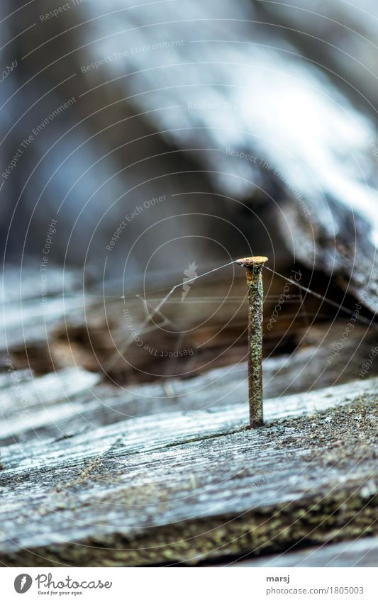 Immer noch eine Aufgabe Nagel Spinnennetz Holz Metall Stahl Rost stehen alt ästhetisch dunkel authentisch einfach gruselig kalt trist Mittelpunkt verbinden