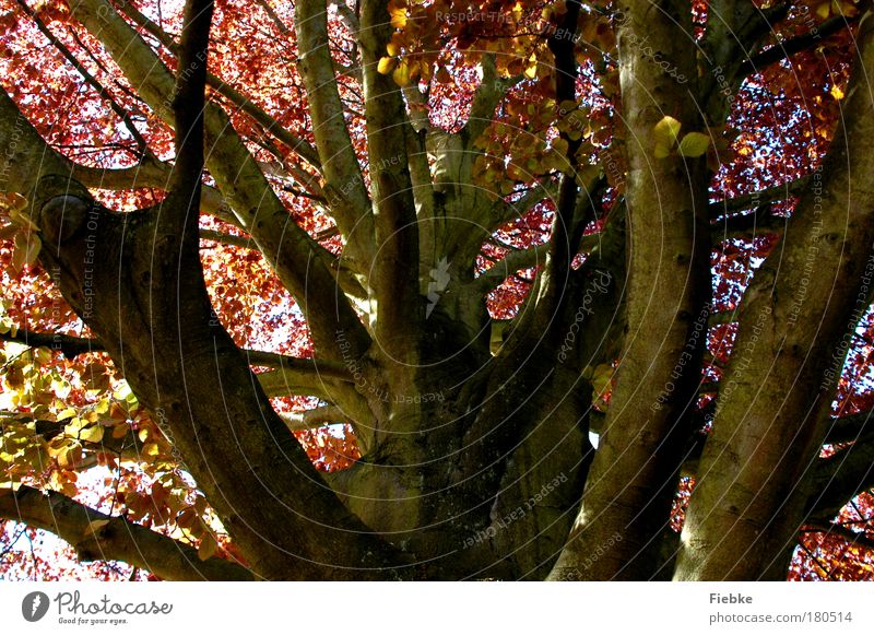 Herbstanfang Farbfoto Außenaufnahme Menschenleer Tag Licht Schatten Umwelt Natur Himmel Baum Blatt Park alt herbstlich Blätterdach Falle färben braun Holz Ast