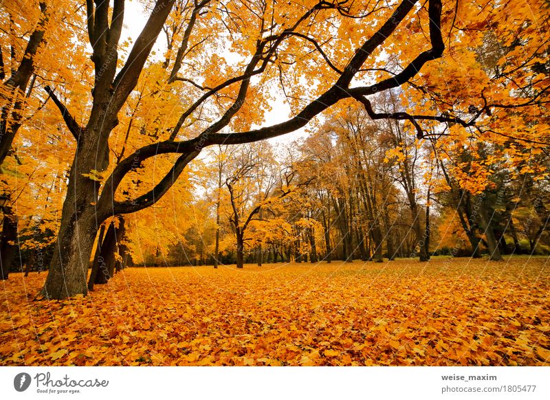 Bunter Park des Herbstes Oktober Ferien & Urlaub & Reisen Tourismus Ausflug Umwelt Natur Landschaft Pflanze Baum Blatt Wald frisch hell natürlich braun gelb