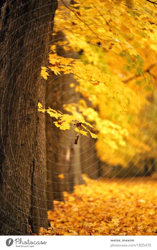 Bunter Park des Herbstes Oktober Ferien & Urlaub & Reisen Ausflug Städtereise wandern Umwelt Natur Landschaft Pflanze Baum Blatt Wald frisch hell natürlich