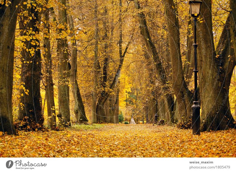 Laubbäume Gasse im Park Ferien & Urlaub & Reisen Tourismus Ausflug Natur Landschaft Pflanze Herbst Baum Blatt Garten Wald Straße frisch hell natürlich gelb gold