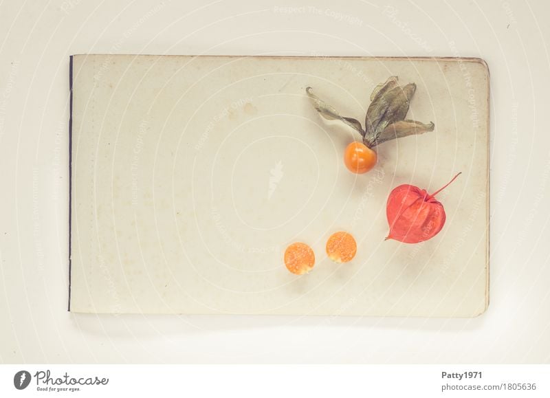 Physalis alkekengi Lebensmittel Frucht Lampionblume Stillleben Ernährung Vegetarische Ernährung Gesundheit retro rund sauer süß orange Farbfoto Studioaufnahme