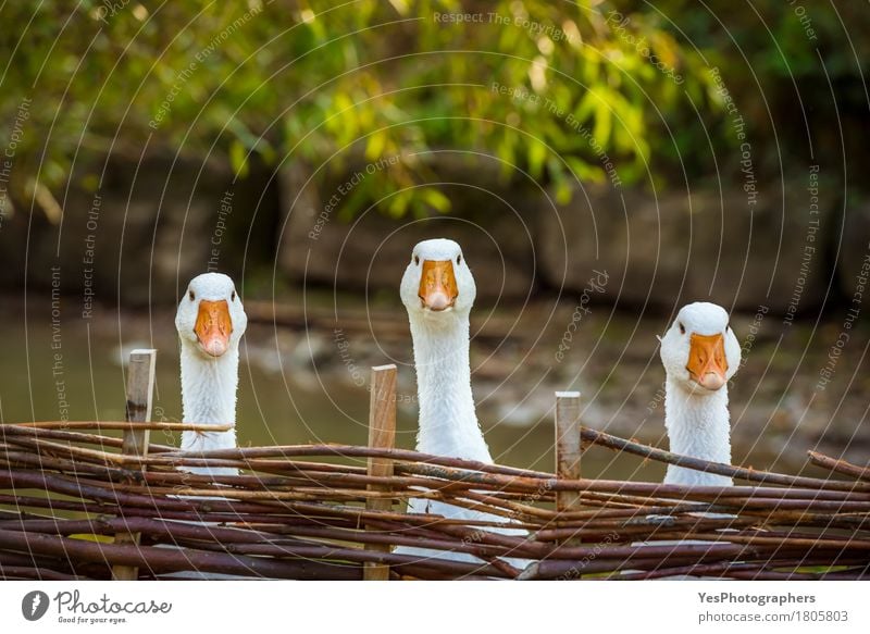 Drei lustige weiße Gänse Freude Gesicht Landwirtschaft Forstwirtschaft Landschaft Nutztier Vogel Tiergesicht 3 Tiergruppe Holz beobachten Denken Blick Spielen