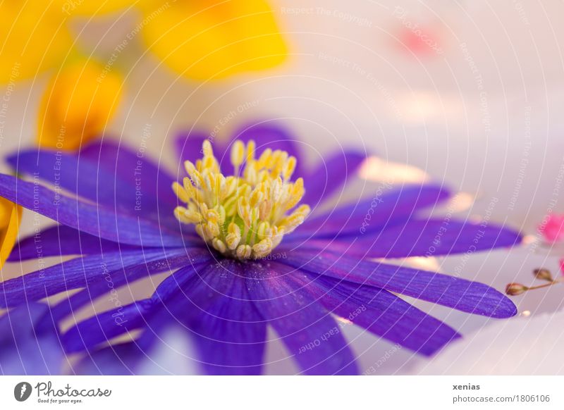 violette Anemone in Großaufnahme mit gelben Punkten im hellem Hintergrund Blüte Blume Anemonen Wellness harmonisch Wohlgefühl Erholung ruhig Spa