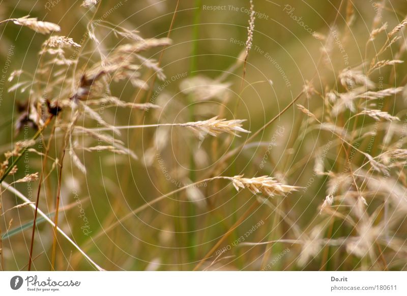 Deichgräser SPO|09 Natur Sommer Gras Wildpflanze Wiese Deichgras ästhetisch einfach Wärme weich braun gold Zufriedenheit Gelassenheit bescheiden zart