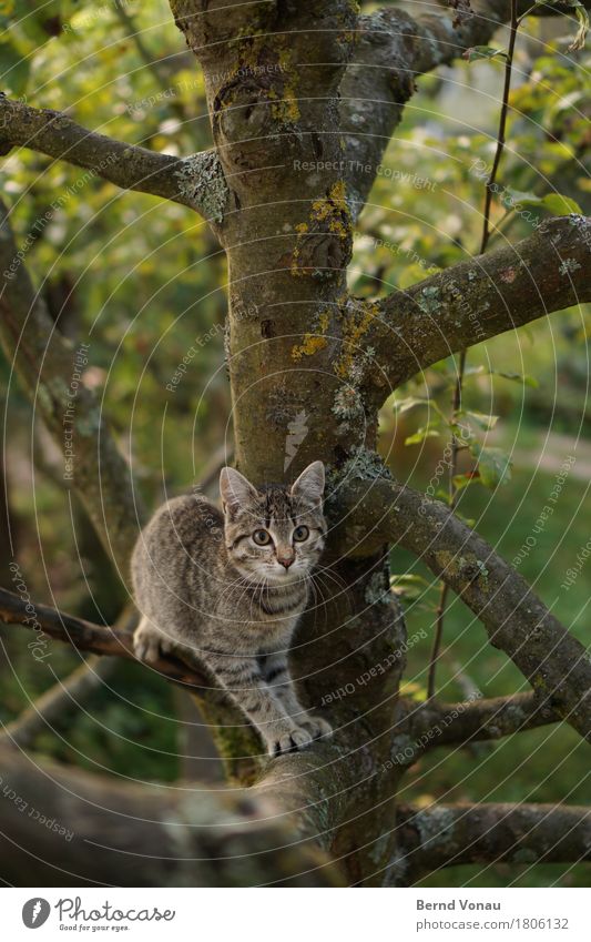 Kratzbaum Tier Katze 1 Ein Lizenzfreies Stock Foto Von Photocase