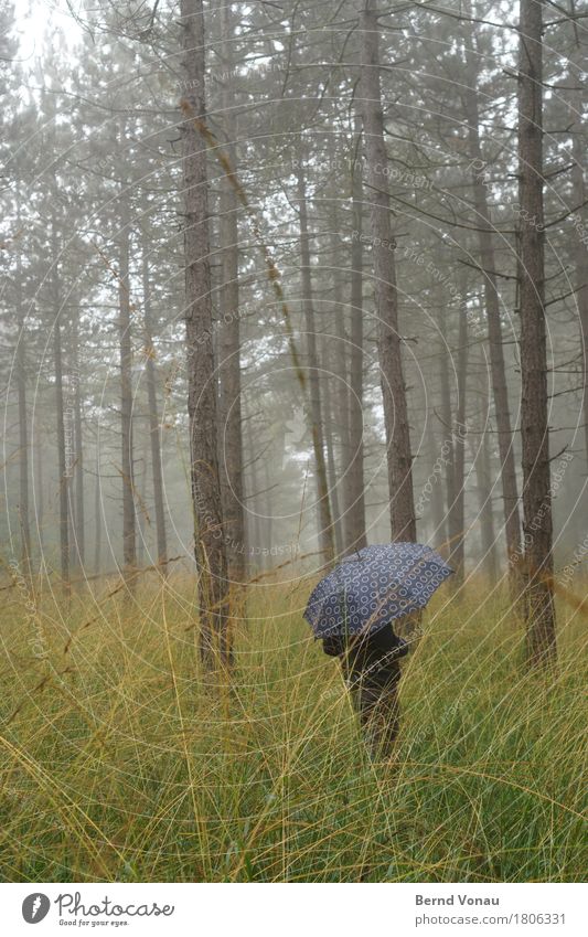 schutz Mensch 1 Umwelt Natur Landschaft Pflanze Herbst Klima Wetter schlechtes Wetter Nebel Baum Gras Sträucher Wald Gefühle Stimmung Spaziergang