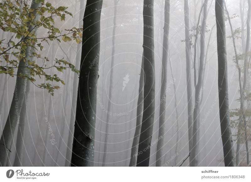 Nebelbad Umwelt Natur Pflanze Baum Blatt Wald dunkel Nebelschleier Nebelbank Nebelwald Nebelstimmung Baumstamm Herbstwald Ast Außenaufnahme Menschenleer