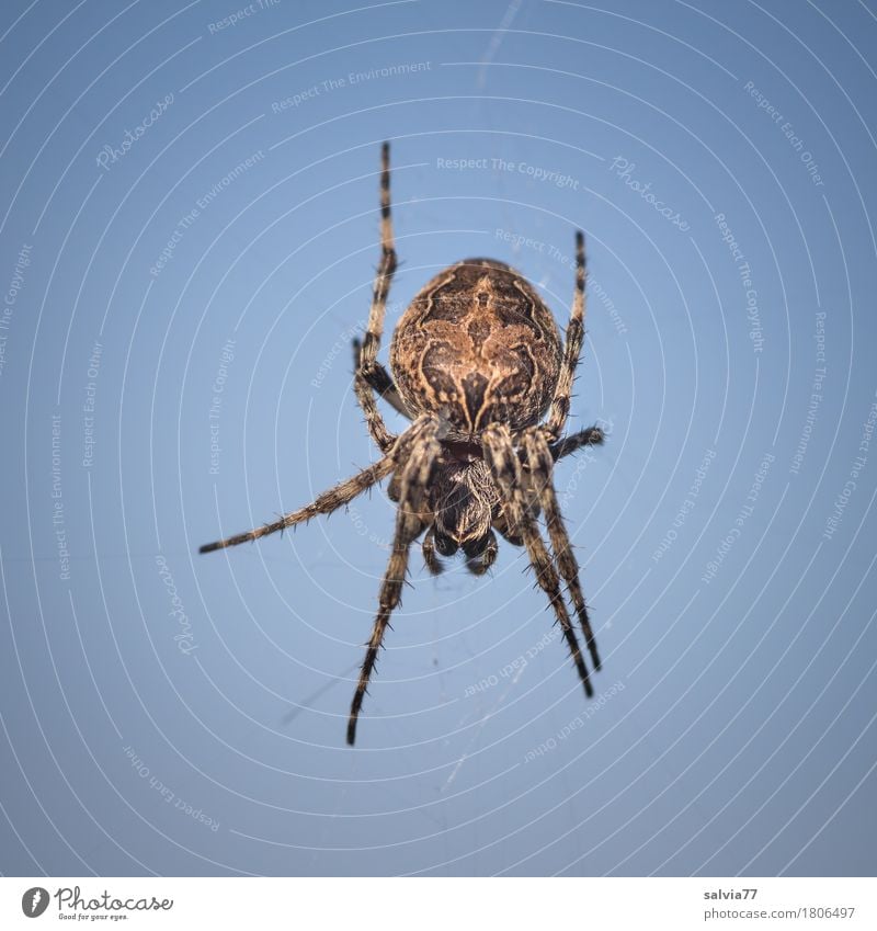 in der Luft hängen Natur Himmel nur Himmel Wolkenloser Himmel Schönes Wetter Spinne 1 Tier warten bedrohlich Ekel gruselig blau braun Entschlossenheit Risiko