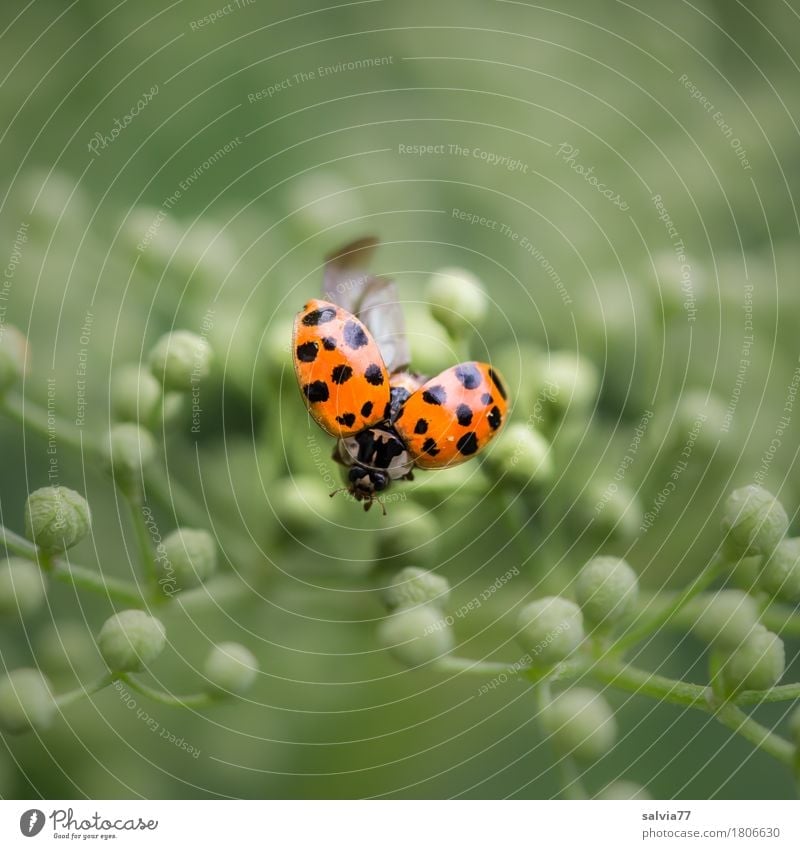 startklar Natur Pflanze Tier Blüte Blütenknospen Holunderblüte Käfer Marienkäfer Insekt fliegen krabbeln ästhetisch frei klein positiv rund grün orange