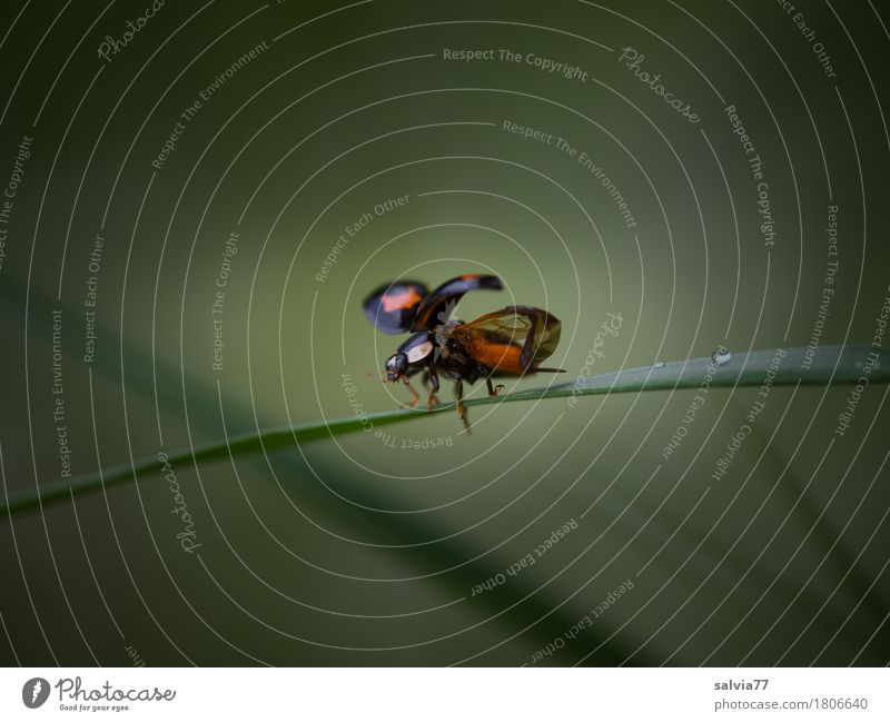 startklar Natur Tier Frühling Gras Blatt Wiese Käfer Flügel Insekt Marienkäfer 1 fliegen krabbeln niedlich grün rot schwarz Beginn Leichtigkeit Abheben