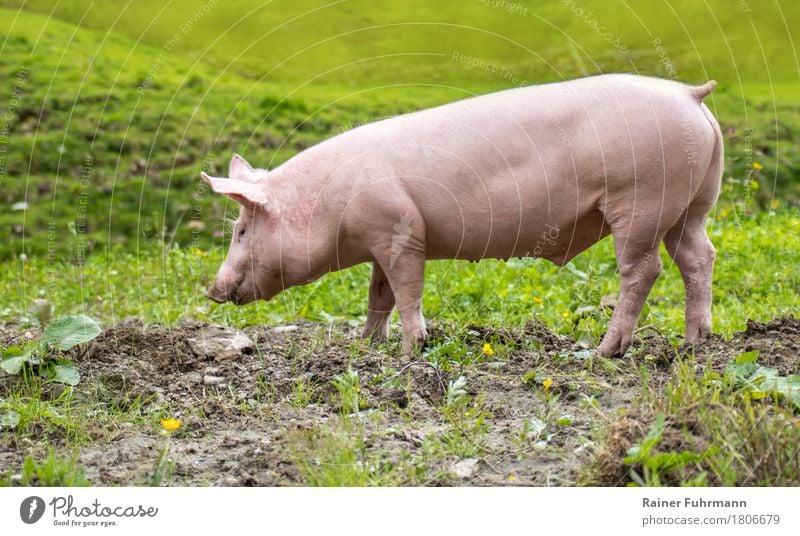 ein junges Hausschwein auf einer Wiese Natur Tier Haustier Nutztier "Schwein Ferkel" 1 Fressen laufen Glück niedlich Umwelt Umweltschutz "natürlich Nachhaltig