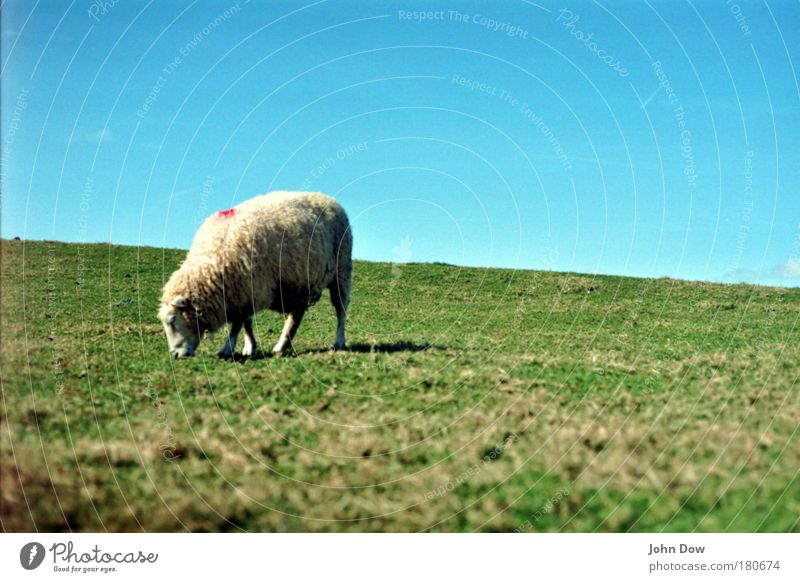 Shaun the Sheep Außenaufnahme Menschenleer Tierporträt Ernährung Landschaft Himmel Wolkenloser Himmel Schönes Wetter Gras Wiese Fell Schaf 1 Fressen