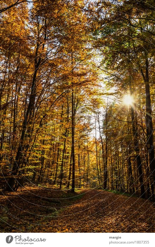 Weg Im Herbstwald Mit Sonne Ein Lizenzfreies Stock Foto Von Photocase