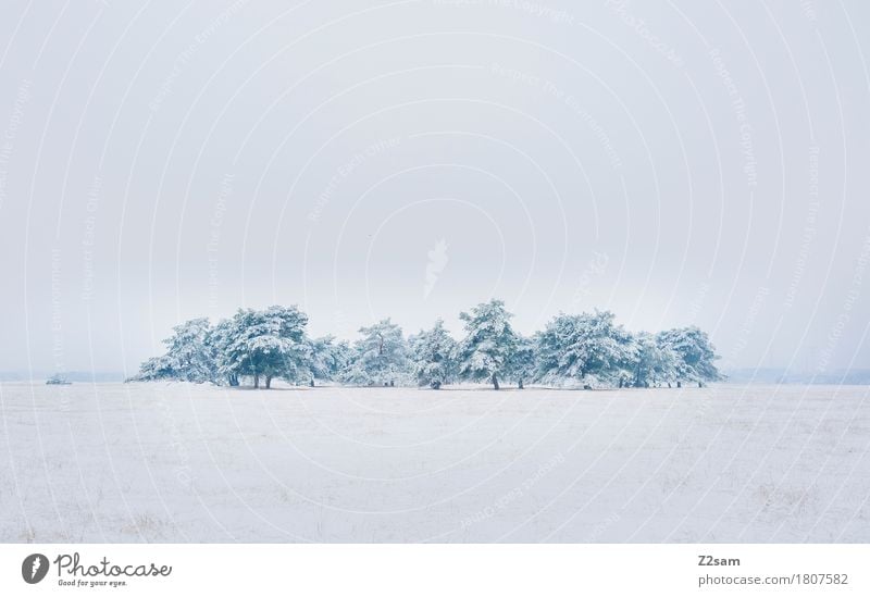 Gruppenkuscheln Winter Umwelt Natur Landschaft schlechtes Wetter Eis Frost Schnee Baum Heide einfach kalt nachhaltig natürlich trist grau weiß Einsamkeit Klima