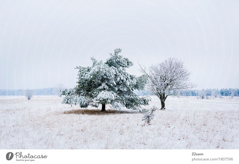 zweisam Winter Umwelt Natur Landschaft schlechtes Wetter Eis Frost Schnee Baum Heide einfach Zusammensein kalt nachhaltig natürlich trist grau weiß