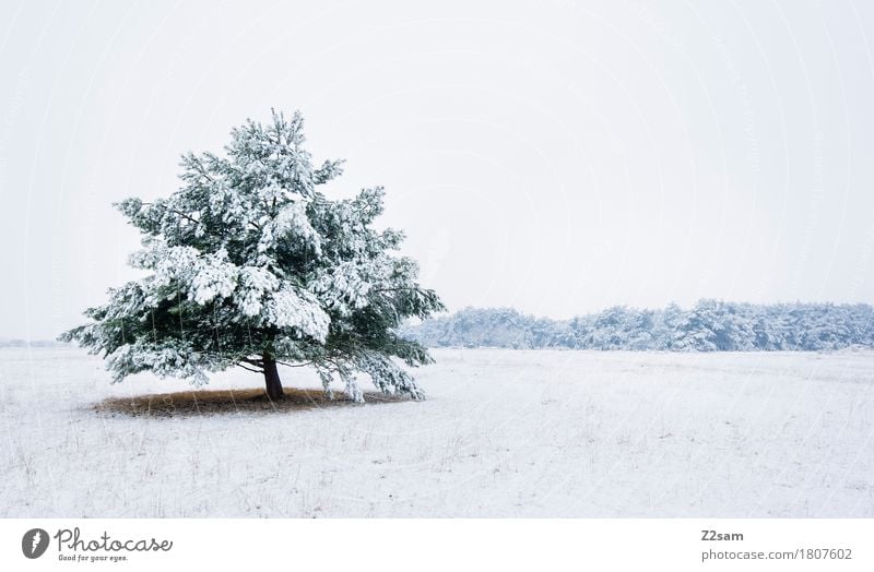 vergessen Winter Umwelt Natur Landschaft schlechtes Wetter Eis Frost Baum Wiese einfach kalt natürlich trist weiß Einsamkeit elegant Idylle nachhaltig ruhig