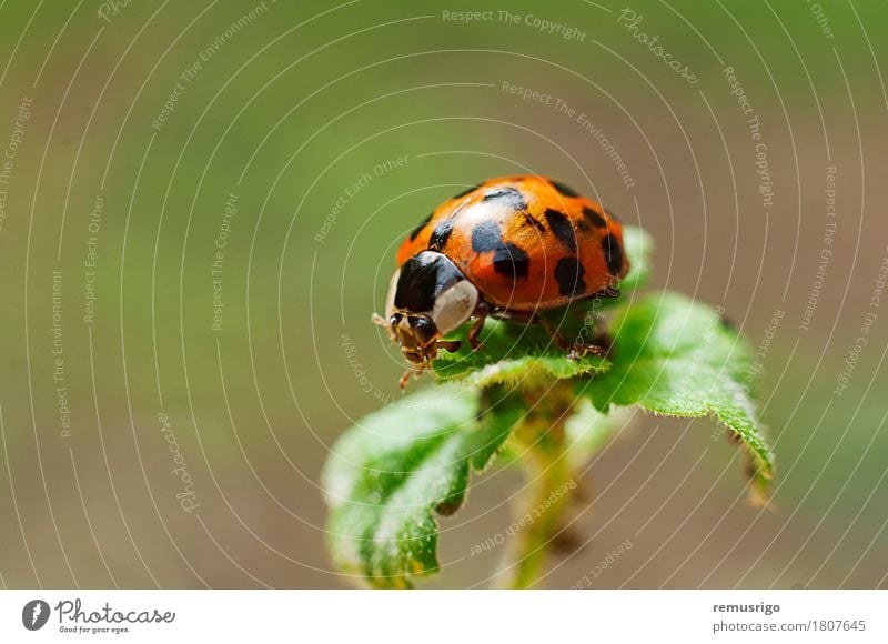 Marienkäfer Pflanze Tier Blatt Käfer rot Wanze Insekt gepunktet Außenaufnahme Nahaufnahme