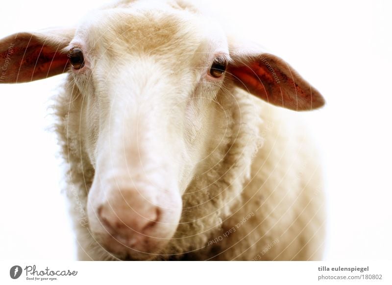 tach auch! Farbfoto Außenaufnahme Menschenleer Hintergrund neutral Tierporträt Blick in die Kamera Mittagessen Nutztier Tiergesicht Schaf 1 beobachten
