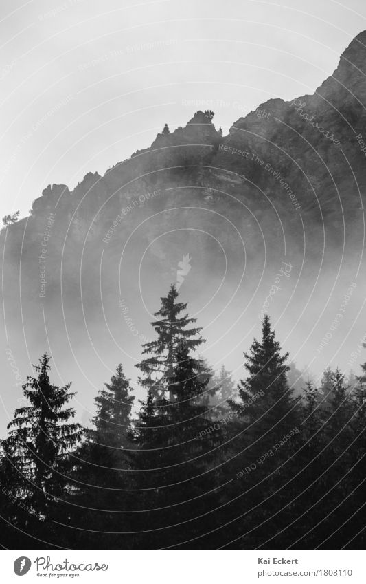 Berge, Wald und Nebel I Natur Landschaft Baum Alpen Berge u. Gebirge dunkel kalt ruhig Einsamkeit geheimnisvoll Surrealismus Vergänglichkeit photocase