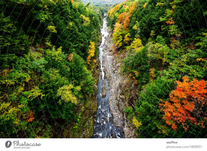 Natur I Landschaft Baum Schlucht ästhetisch außergewöhnlich Wald Neuengland Färbung Indian Summer Herbst Farbfoto mehrfarbig Außenaufnahme