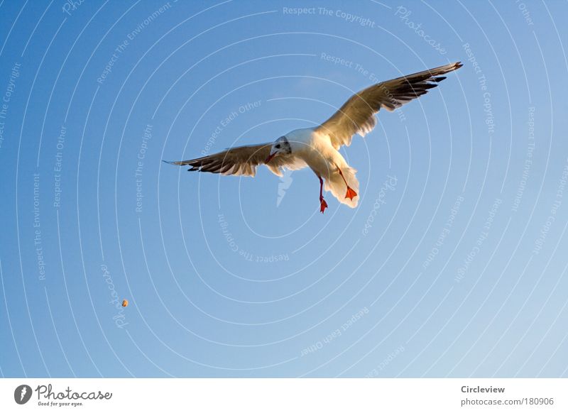 Für Nahrung buckeln müssen Farbfoto Außenaufnahme Hintergrund neutral Tag Sonnenlicht Vogelperspektive Tierporträt Ernährung füttern werfen fliegen Umwelt Natur