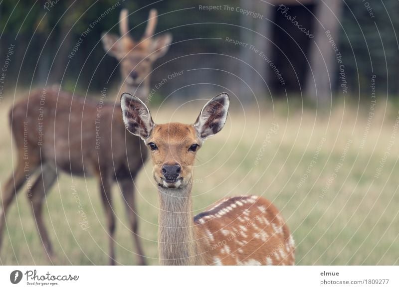 Auf den Punkt gebracht Gras Wald Sikawild Hirsche Bock Fell Ohr Ohrmuschel Punktmuster einen Bock schießen Kommunizieren Blick stehen ästhetisch Zusammensein