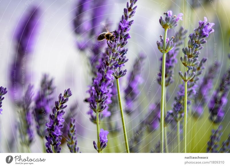 Lavendelfeld Sommer Umwelt Natur Landschaft Pflanze Blume Sträucher Blüte Biene 1 Tier Blühend verblüht Wachstum Duft einfach einzigartig natürlich grün violett