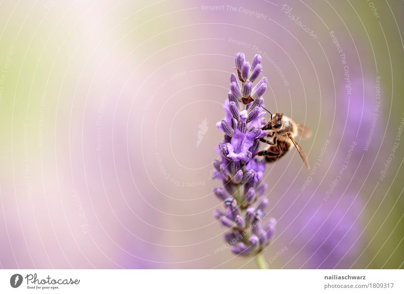 Lavendel Sommer Natur Pflanze Tier Blume Blüte Nutztier Biene Insekt Arbeit & Erwerbstätigkeit Blühend Duft Wachstum natürlich weich grün violett friedlich