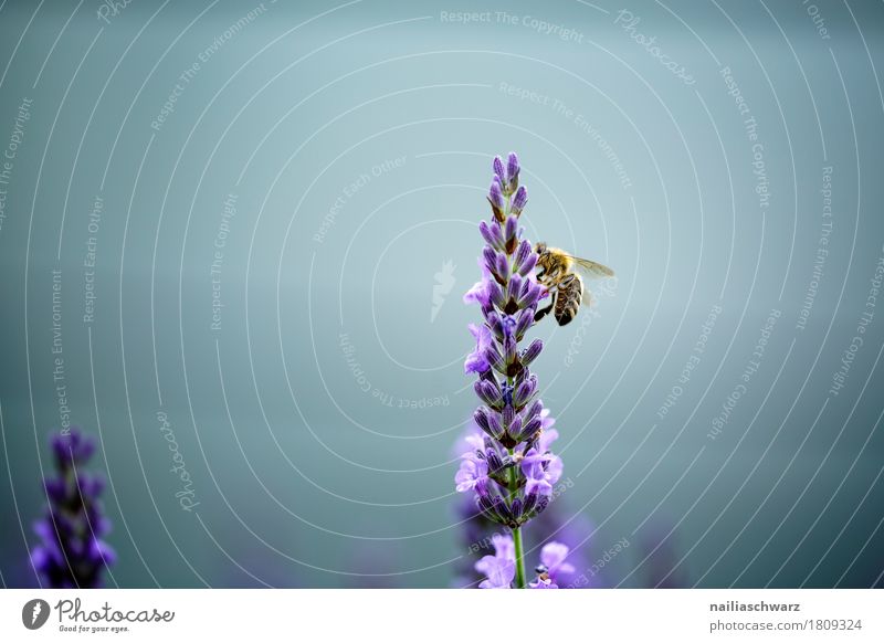 Fleißige Biene Sommer Natur Pflanze Tier Frühling Blume Nutzpflanze Lavendel Garten Park Nutztier Insekt 1 Arbeit & Erwerbstätigkeit Blühend Duft festhalten