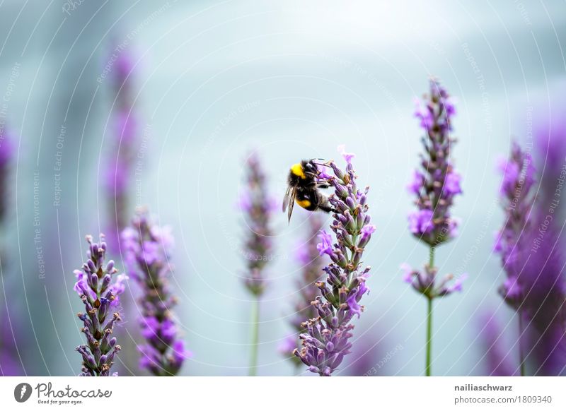 Lavendel Sommer Umwelt Natur Pflanze Tier Luft Blume Blüte Garten Park Wiese Nutztier Biene Insekt 1 Arbeit & Erwerbstätigkeit berühren Duft genießen