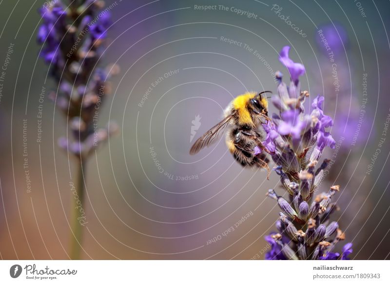 fleißige Biene Sommer Natur Frühling Pflanze Blume Blüte Lavendelfeld Tier Nutztier Insekt 1 Arbeit & Erwerbstätigkeit Blühend Duft Freundlichkeit natürlich