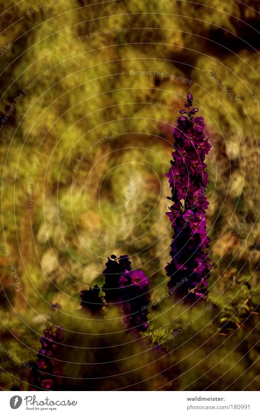 Neulich im Park Farbfoto mehrfarbig Außenaufnahme Experiment abstrakt Menschenleer Unschärfe Schwache Tiefenschärfe Pflanze Sommer Blume Erholung ästhetisch