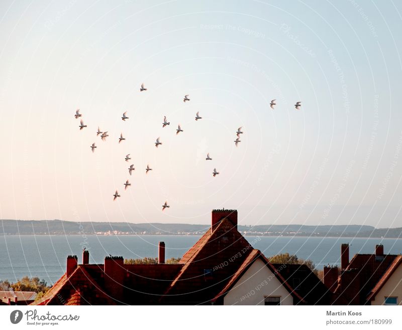 kurzstreckenzieher Ferne Meer Insel Tier Vogel Tiergruppe Schwarm fliegen Kommunizieren Ferien & Urlaub & Reisen ästhetisch Zusammensein Unendlichkeit kalt