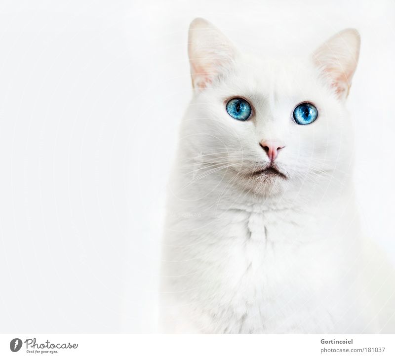 Samira Tier Haustier Katze Tiergesicht Fell Schnauze Hauskatze Schnurrhaar Auge elegant schön blau weiß edel majestätisch hell strahlend Katzenauge Katzenkopf