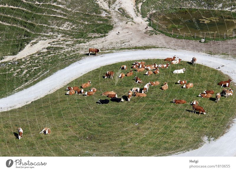 in der Warteschleife... Umwelt Natur Landschaft Pflanze Tier Herbst Gras Wiese Berge u. Gebirge Wege & Pfade Nutztier Kuh Herde Fressen liegen stehen