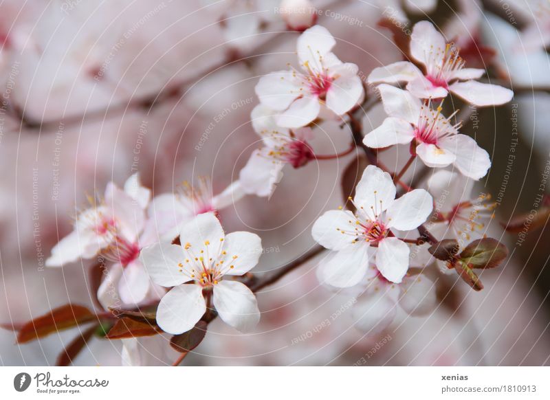 Kirschblüten am Ast Blüte Baum Zierkirsche Frühling Kirschbaum Rosenartige rosa weiß Vergänglichkeit Beginn Japanisch Nahaufnahme Schwache Tiefenschärfe schön