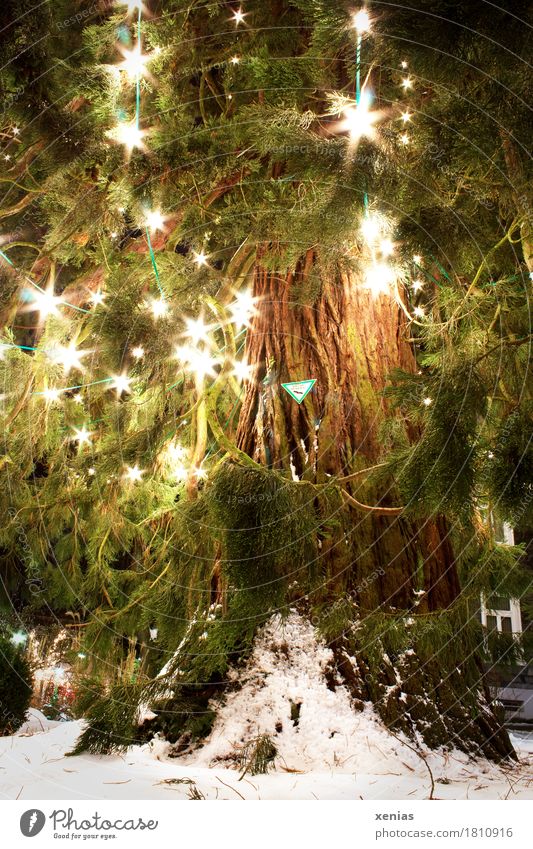 Natürlicher Weihnachtsbaum mit leuchtenden Lampen im Advent Mammutkiefer Mammutbaum Weihnachten & Advent Winter Baum Kiefer Wermelskirchen groß hell grün