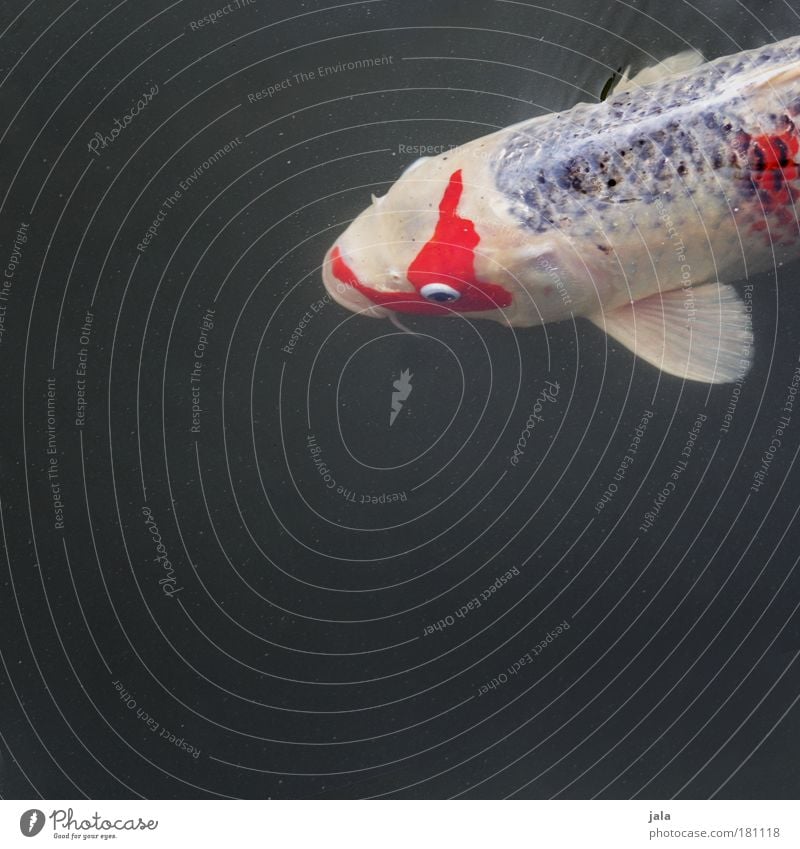 Nishikigoi Farbfoto Außenaufnahme Textfreiraum unten Tag Licht Tierporträt Blick nach vorn Wasser Teich See Fisch dick Koi Karpfen weiß rot Schwimmen & Baden