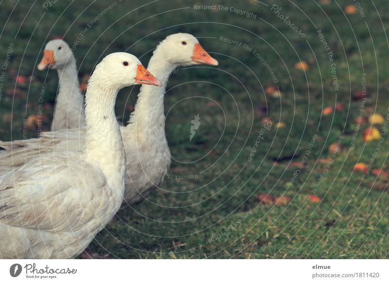 "Gans in weiß" Herbst Wiese Nutztier Vogel 3 Tier Gänsebraten Weihnachtsbraten Kommunizieren Blick stehen warten Zusammensein Glück lecker natürlich