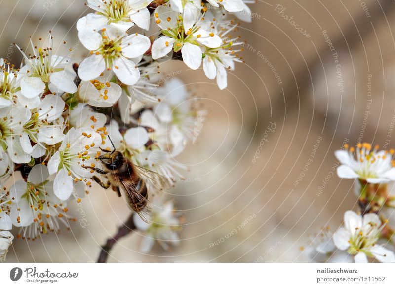Biene Umwelt Natur Pflanze Tier Frühling Baum Blume Blüte Ast Zweige u. Äste Garten Park Nutztier Insekt Arbeit & Erwerbstätigkeit Blühend Duft springen wandern