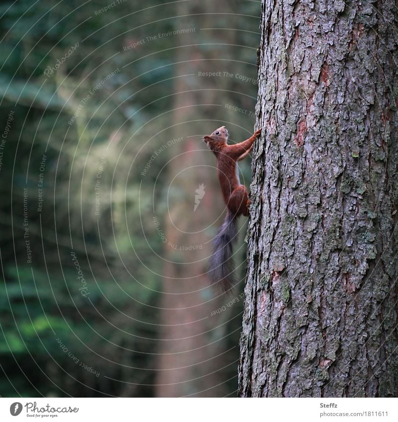 Eichhörnchen läuft schnell nach oben Baum Baumstamm Baumrinde Wildtier Waldbäume Sommerwald waldbaden Waldbaden aufwärts senkrecht Balanceakt Gleichgewicht