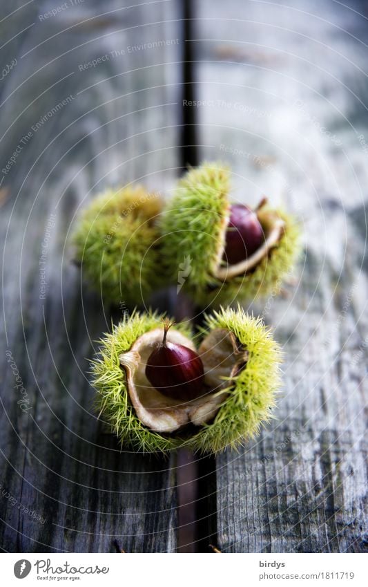 Erntefrische Maronen Frucht Ernährung Bioprodukte Herbst Nutzpflanze Baumfrucht Holz Wachstum ästhetisch natürlich positiv stachelig braun gelb grau ruhig