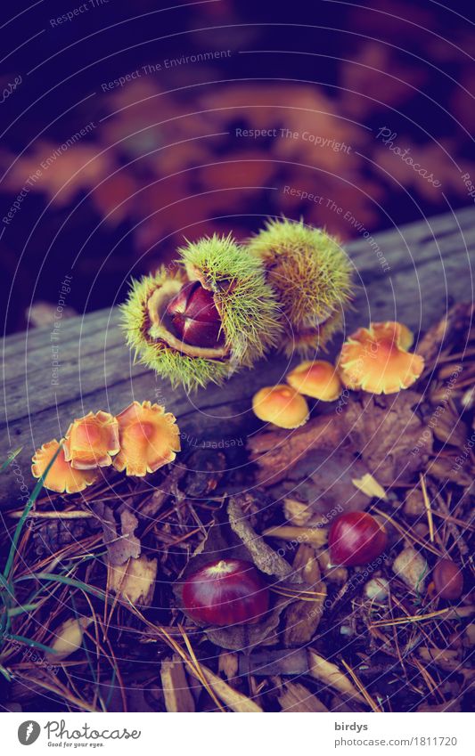 Stillleben im Wald Kastanie Ernährung Natur Herbst Wildpflanze Pilz Maronen Fruchtstand Herbstlaub Duft ästhetisch außergewöhnlich positiv ruhig genießen reif