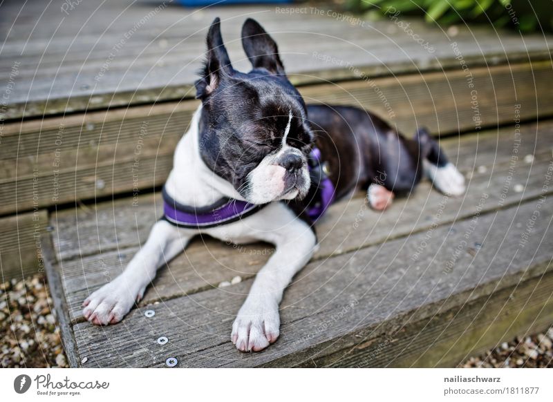 Boston Terrie erholt sich Treppe Tier Haustier Hund Welpe französische bulldogge Tierjunges Holz Erholung liegen schlafen elegant frech lustig niedlich schön