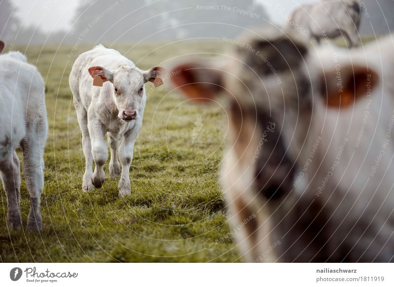 Kälber auf der Wiese Sommer Landwirtschaft Forstwirtschaft Umwelt Natur Landschaft Gras Feld Frankreich Bretagne Europa Tier Nutztier Kuh Kalb Tiergruppe Herde