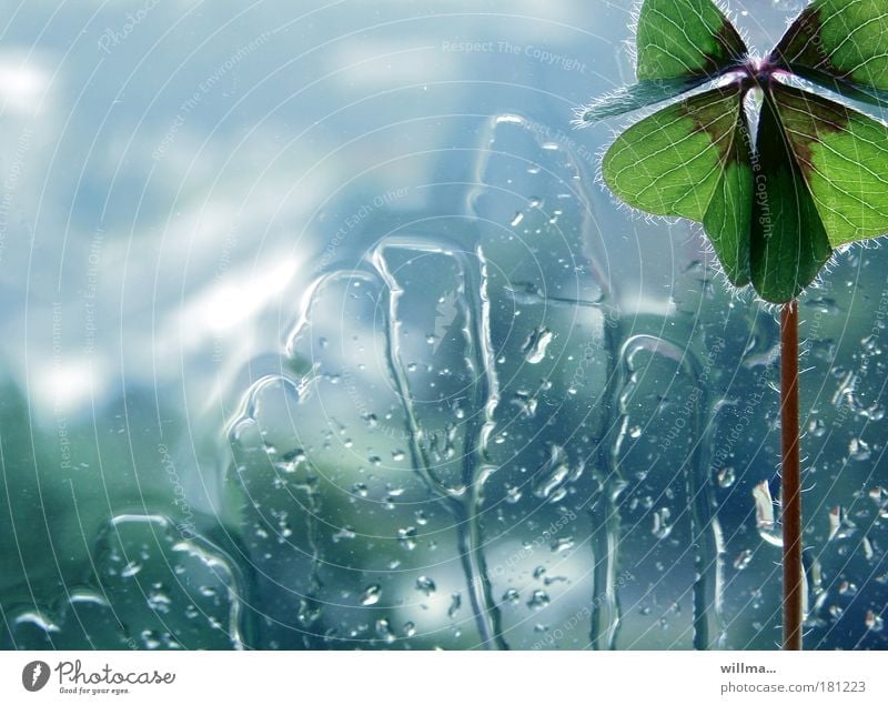 Vierblättriges Kleeblatt - Glücksklee Wassertropfen schlechtes Wetter Regen Pflanze Fenster Gefühle Lebensfreude Einsamkeit einzigartig Hoffnung Schmerz
